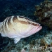 grouper_nassau_mea_lc_h_0418_cay0894.jpg